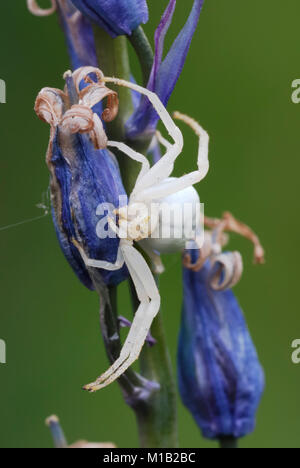 White Crab Spider, Misumena vatia auf verdorrte Bluebell Blumen, Wales, Großbritannien Stockfoto