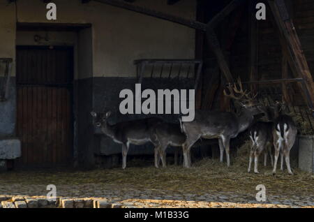 Tiere der Rehe, Hirschkuh oder Lepus europaeus Familie füttern mit Heu, von Kinderbett, Sofia, Bulgarien Stockfoto