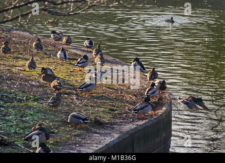 Rest Gruppe männliche und weibliche Stockenten am Ufer, Sofia, Bulgarien Stockfoto