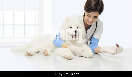 Die tierärztliche Untersuchung Hund, Blutprobe, lächelnd Tierarzt mit Spritze auf Tisch in der Tierklinik Stockfoto