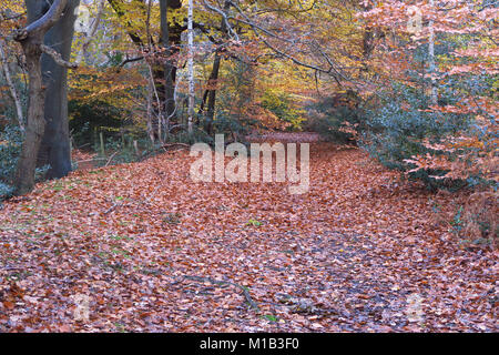 Burnham Beeches im Herbst Stockfoto