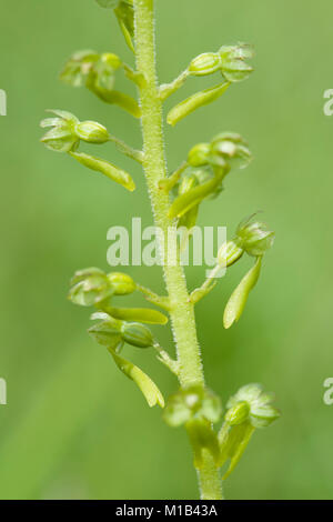 Listera ovata, großes Zweiblatt, Twayblade Stockfoto