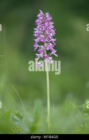 Helm-Knabenkraut Orchis militaris,, Helm-knabenkraut Stockfoto