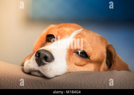 Trauriger beagle dog portrait. Müde beagle Hund close-up. Stockfoto