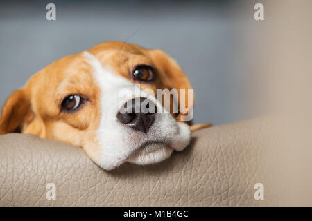 Träumen beagle Hund close-up. Beagle hund Kopf mit traurigen Augen. Stockfoto