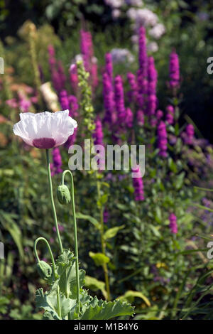 Ein einziges lila Mohnblüte in einem Garten Grenze Stockfoto