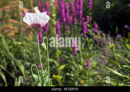 Ein einziges lila Mohnblüte in einem Garten Grenze Stockfoto