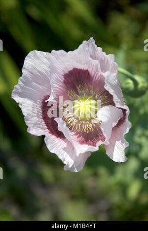 Ein einziges lila Mohnblüte in einem Garten Grenze Stockfoto