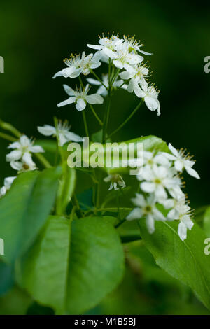 Prunus Mahaleb, Weichsel-ueberzeugt, St Lucie Cherry Stockfoto