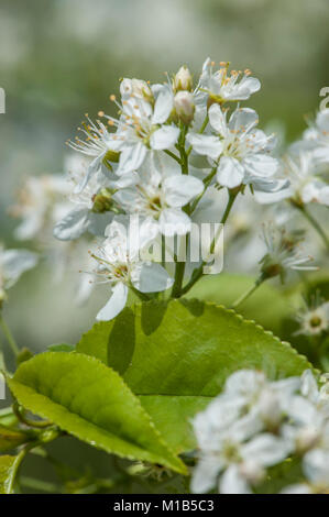 Prunus Mahaleb, Weichsel-ueberzeugt, St Lucie Cherry Stockfoto