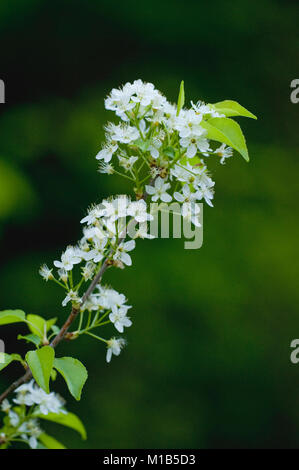 Prunus Mahaleb, Weichsel-ueberzeugt, St Lucie Cherry Stockfoto