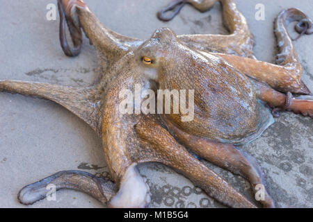 Live Krake auf dem Boden Stockfoto