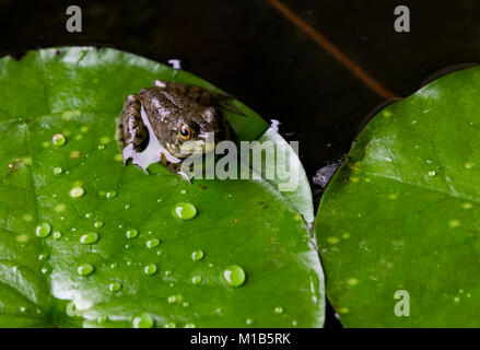 Ein junger amerikanischer Ochsenfrosch auf einem lily Pad, im Teich im Südwesten von Alabama. Lithobates catesbeianus, Rana catesbeiana, Königreich: Animalia Phylum: Chordata Stockfoto