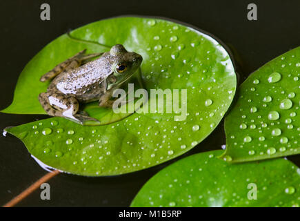 Ein junger amerikanischer Ochsenfrosch auf einem lily Pad, im Teich im Südwesten von Alabama. Der Frosch hat immer noch einen Stich seines tadpole Schwanz. Lithobates catesbeianus, Rana ca Stockfoto