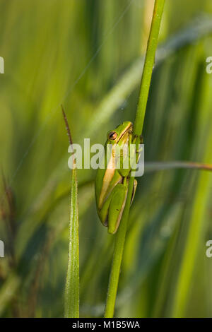 Hyla cinerea. Amerikanische Green Tree Frog Festhalten an Schilf, in einem sumpfigen Gebiet in der Nähe von Purdue Hill, im Südwesten von Alabama, über den Alabama River. Hyla c Stockfoto