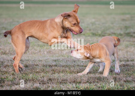 Die Pit Bulldogs spielen Stockfoto