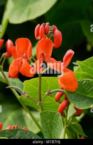 Phaseolus coccineus, Runner Bean, Enorma, blüht mit jungen Bohnen, Wales, UK Stockfoto