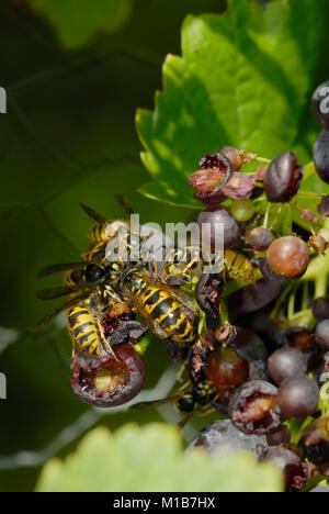 Gemeine Waspen, Vesputa vulgaris, Fütterung von Vitis vinifera, Desserttraube, "Gagarin Blue" an der Rebe Wales, Großbritannien. Stockfoto