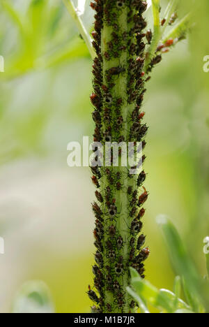 APHIS fabae, schwarze Bohne Blattläuse auf Wormwood, Artesia Absinthium, Wales, Großbritannien. Stockfoto