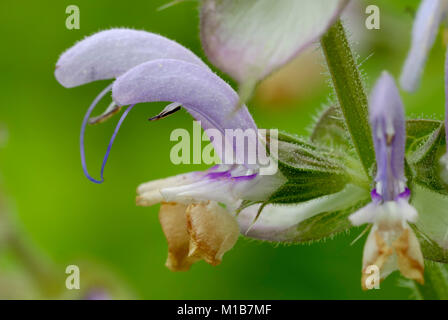 Salvia sclarea, Muskatellersalbei Blumen, Wales, Großbritannien Stockfoto