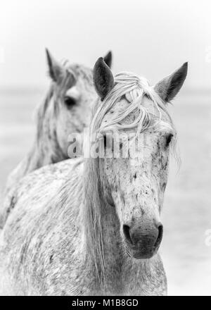 Camargue Pferde (Equus caballus), in der Nähe von Saintes-Marie-de-la-Mer, Camargue, Frankreich, Europa Stockfoto