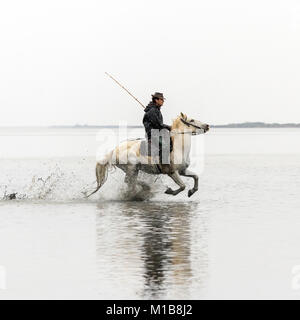 Camargue Pferd (Equus caballus), und der Wächter im Galopp durch das Wasser in der Nähe von Saintes-Marie-de-la-Mer, Camargue, Frankreich, Europa Stockfoto