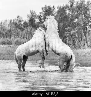 Camargue Pferde (Equus caballus) Hengste, kämpfen im Wasser in der Nähe von Saintes-Marie-de-la-Mer, Camargue, Frankreich, Europa Stockfoto