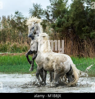 Camargue Pferde (Equus caballus) Hengste, kämpfen im Wasser in der Nähe von Saintes-Marie-de-la-Mer, Camargue, Frankreich, Europa Stockfoto