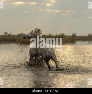 Camargue Pferde (Equus caballus) Hengste, kämpfen im Wasser in der Nähe von Saintes-Marie-de-la-Mer, Camargue, Frankreich, Europa Stockfoto