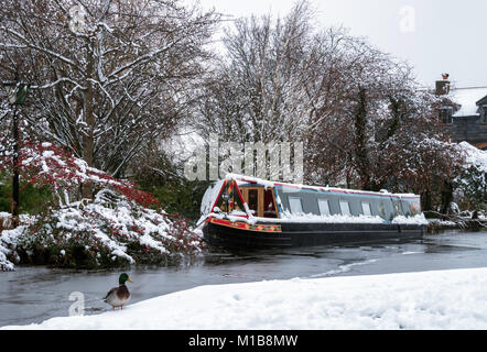 Schmale Boot vertäut am Grand Union Canal im Hafen von Berkhamsted, Hertfordshire, England; Stockente stehend auf den verschneiten Leinpfad Stockfoto