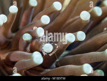 Kommensalen Garnelen in der Anemone. Celebes Meer, Insel Sipadan, Malaysia Stockfoto