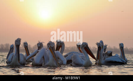 Krauskopfpelikane (Pelecanus crispus) auf dem Wasser, im Sonnenaufgang Licht Stockfoto