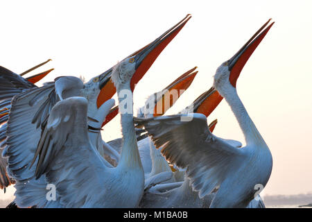 Krauskopfpelikan (Pelecanus crispus) Angeln Stockfoto