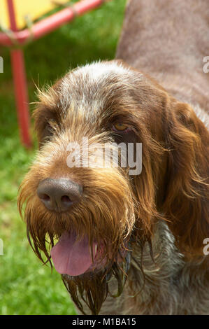 Braun Roan italienische Spinone (männlich) Stockfoto