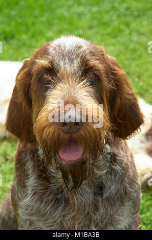 Braun Roan italienische Spinone (männlich) Stockfoto