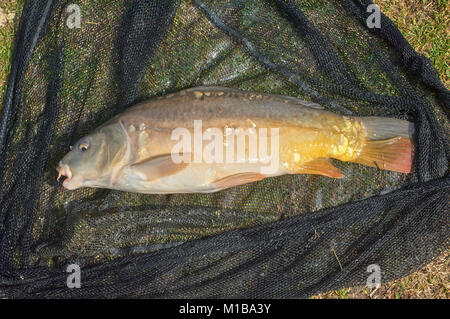 Spiegel KARPFEN (CYPRINUS CARPIO) im Kescher Stockfoto