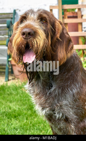 Braun Roan italienische Spinone (männlich) Stockfoto