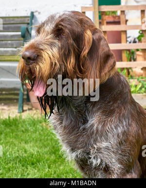 Braun Roan italienische Spinone (männlich) Stockfoto