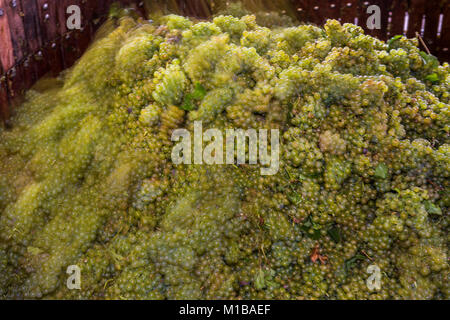 Épernay, Frankreich - 10. September 2017: Alte hölzerne Weinpresse (Pressoir) mit Chardonnay Trauben an Champagner Haus Regent in Épernay, Frankreich Stockfoto