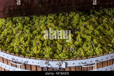 Épernay, Frankreich - 10. September 2017: Alte hölzerne Weinpresse (Pressoir) mit Chardonnay Trauben an Champagner Haus Regent in Dizy, drücken Sie Schließen, Franc Stockfoto