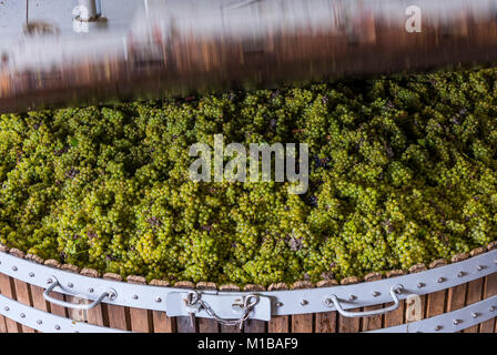 Épernay, Frankreich - 10. September 2017: Alte hölzerne Weinpresse (Pressoir) mit Chardonnay Trauben an Champagner Haus Regent in Dizy, drücken Sie Schließen, Franc Stockfoto