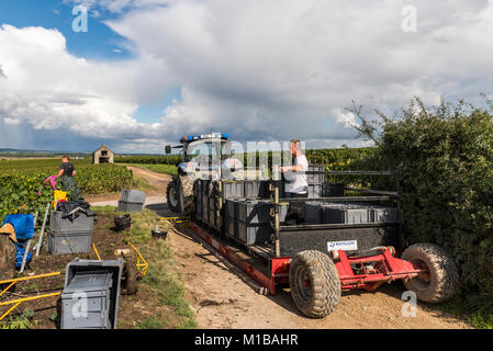 Reims, Frankreich - 9. September 2017: Ernte der Trauben in der Champagne mit blauen Traktor mit roten Wagen mit Kisten mit Chardonnay gr geladen Stockfoto