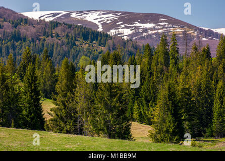 Nadelwald auf den Grashängen. schönen Frühling Landschaft der Ukrainischen Alpen. Bergrücken mit schneebedeckten Gipfel in der Ferne Stockfoto