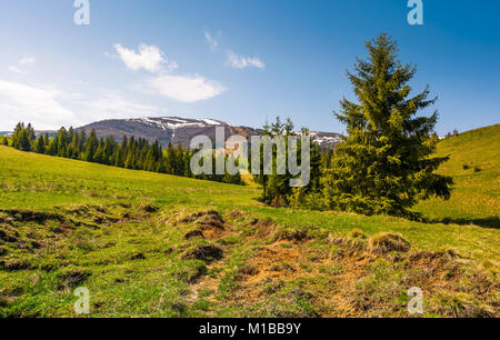Nadelwald auf den Grashängen. schönen Frühling Landschaft der Ukrainischen Alpen. Bergrücken mit schneebedeckten Gipfel in der Ferne Stockfoto