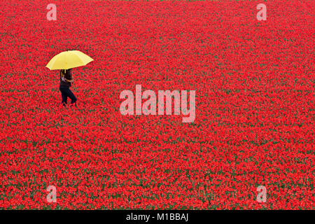 Die Niederlande, Egmond, Blumen- und Tulpenfelder. Frau wandern im Regen mit Regenschirm. Stockfoto