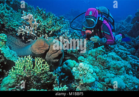 Scuba Diver entdecken Sie zwei Riesenmuränen (Gymnothorax javanicus) an einem Korallenriff, Hurghada, Ägypten, Rotes Meer Stockfoto