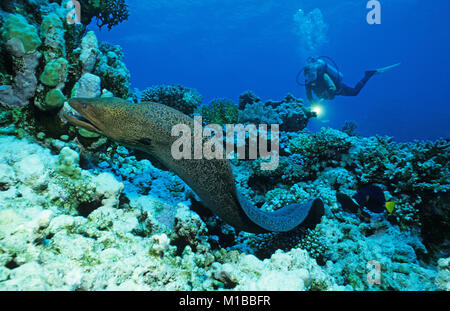 Scuba Diver entdecken Sie eine frei schwimmende Riesenmuräne (Gymnothorax javanicus) an einem Korallenriff, Hurghada, Ägypten, Rotes Meer Stockfoto