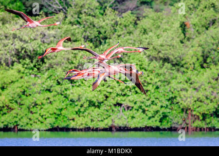 Herde von fliegenden rosa Flamingos über guanaroca See, in der Nähe von Cienfuegos, Kuba Stockfoto