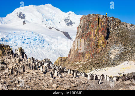 Große Herde von kinnriemen Pinguine stehen auf den Felsen mit Schnee Berg im Hintergrund, Half Moon Island, Antarktische Halbinsel Stockfoto