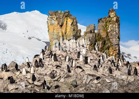Herde Kinnriemen Pinguine stehen auf den Felsen mit Schnee Berg im Hintergrund, Half Moon Island, Antarktische Halbinsel Stockfoto